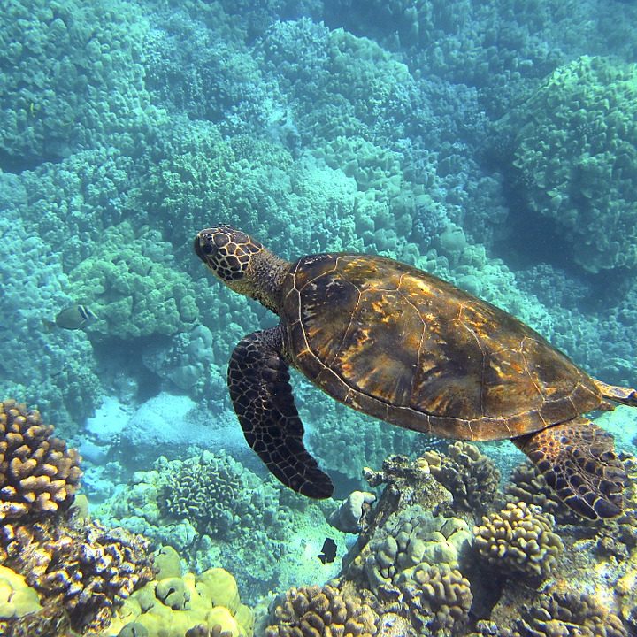 sea-turtle-547162_960_720